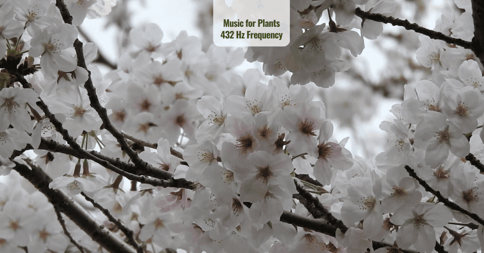 Music for Plants 432 Hz Frequency