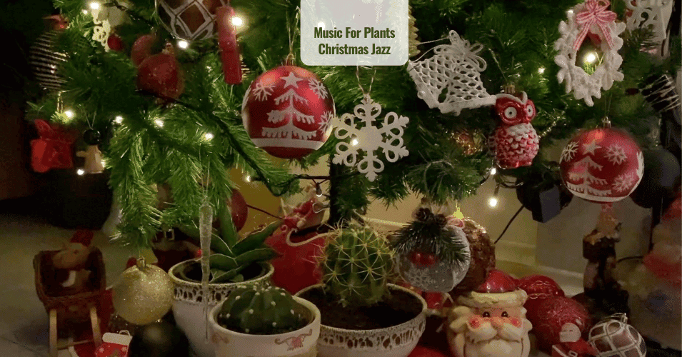 Music for Plants Christmas Smooth Jazz