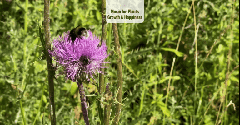 Music for Plants Growth and happiness