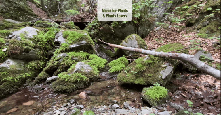 Music for Plants & Plants Lovers