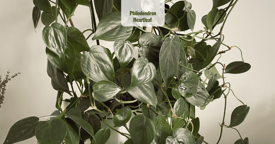 Philodendron Heartleaf Propagation