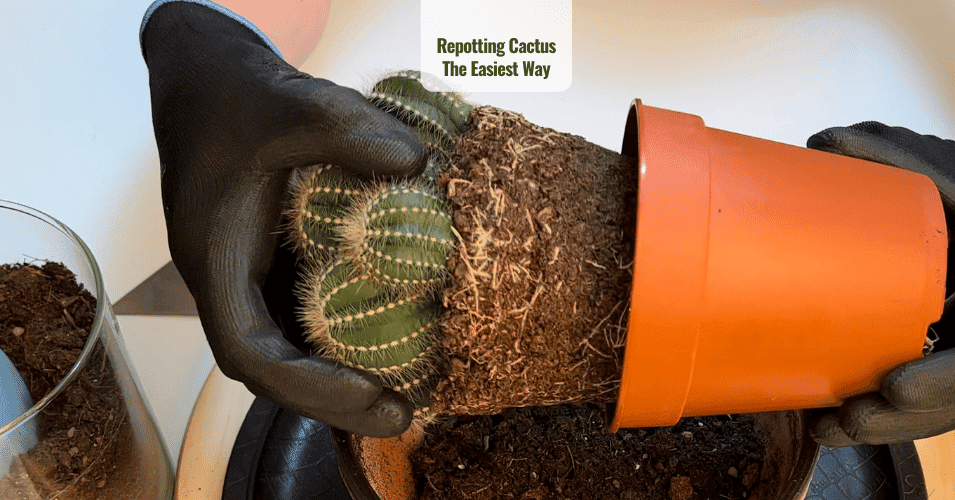 Repotting Cactus The Easiest Way