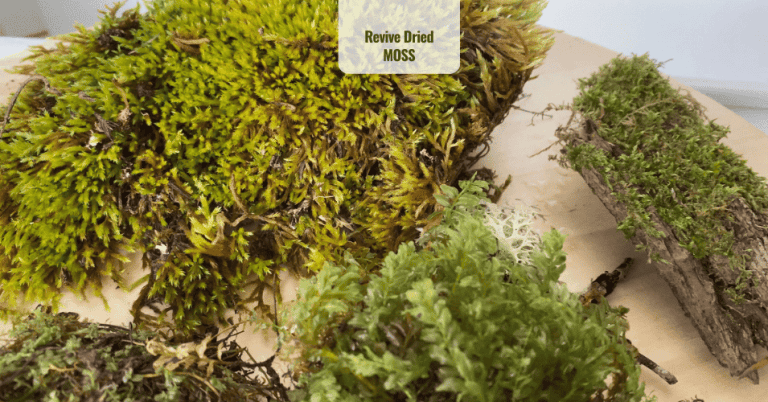 Revive Dried MOSS