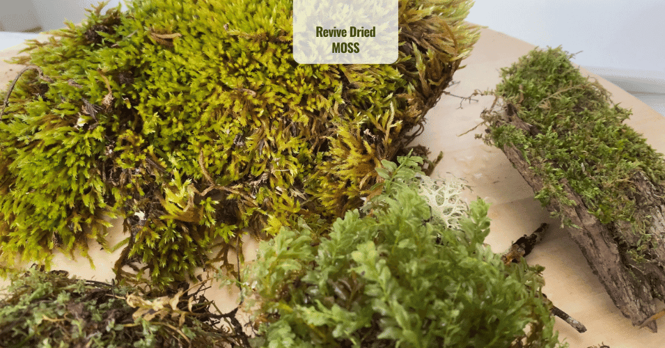 Revive Dried MOSS