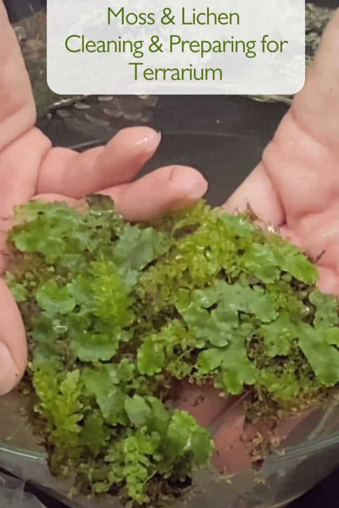  how to clean and prepare moss and lichen for making terrarium