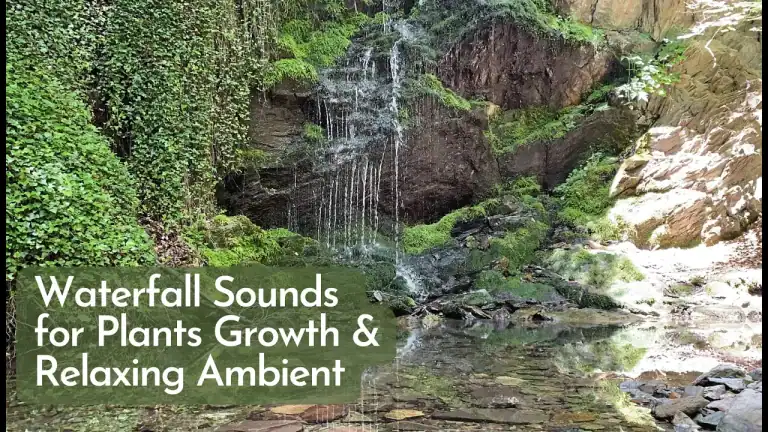 Waterfall Sounds for Plants Growth and Relaxing Ambient - Original Waterfall Sound LIVE