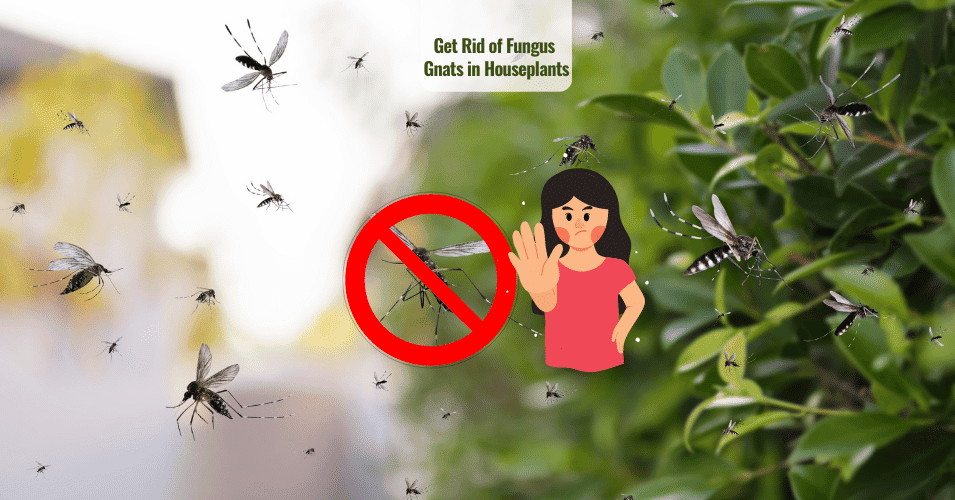 Get rid of fungus gnats in houseplants
