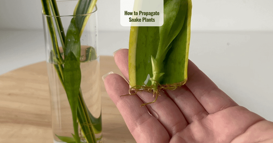How to Propagate Snake Plants