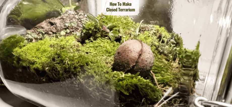 How to Make a Closed Terrarium in a Glass Jar Mini Ecosystem