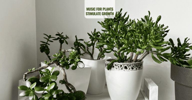 MUSIC FOR PLANTS STIMULATE GROWTH AND HAPPINESS