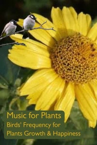 Music for Plants Growth with Birds' Frequency