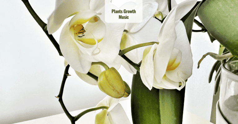 Music for Plants growing