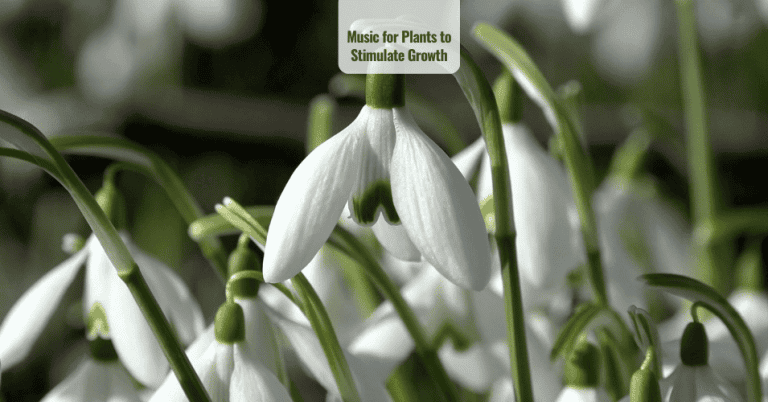 Music for plants to stimulate growth
