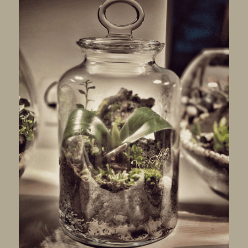 Orchid Terrarium
