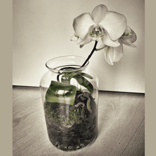 Orchid Terrarium Blooming