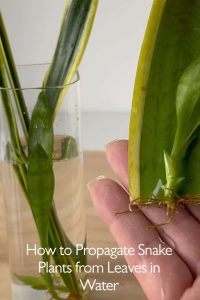 How to Propagate Snake Plants from Leaves in Water 