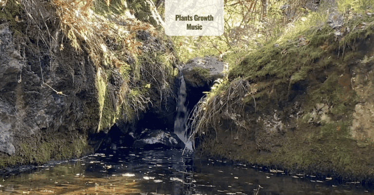 Music for Plants Happiness and Their Overall Health