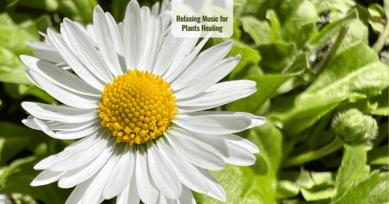 Relaxing Music for Plants Healing