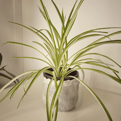 Spider Plant Top plant for closed terrariums