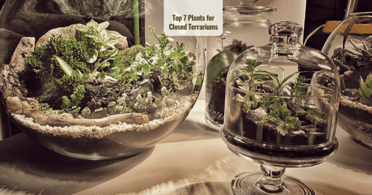 Top 7 plants for closed terrariums