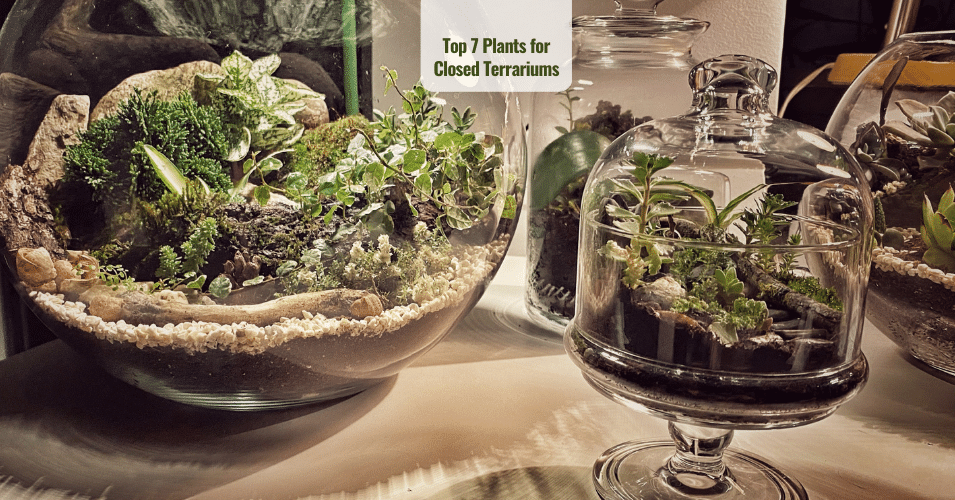 Top 7 Plants For Closed Terrarium