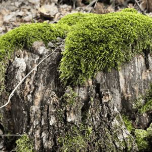 How to revive dried moss
