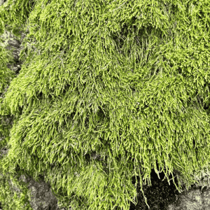 moss identification