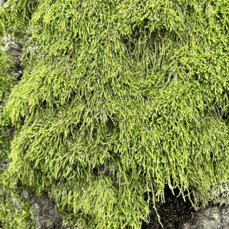 Moss Identification | Guide to Common Types of Moss | Plant House
