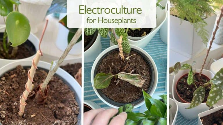 Electroculture for Houseplants