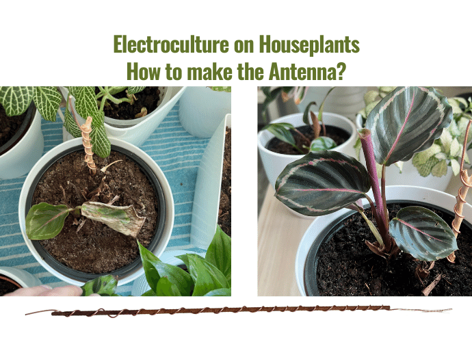 Electroculture on Houseplants and How to Make Atmospheric Antenna