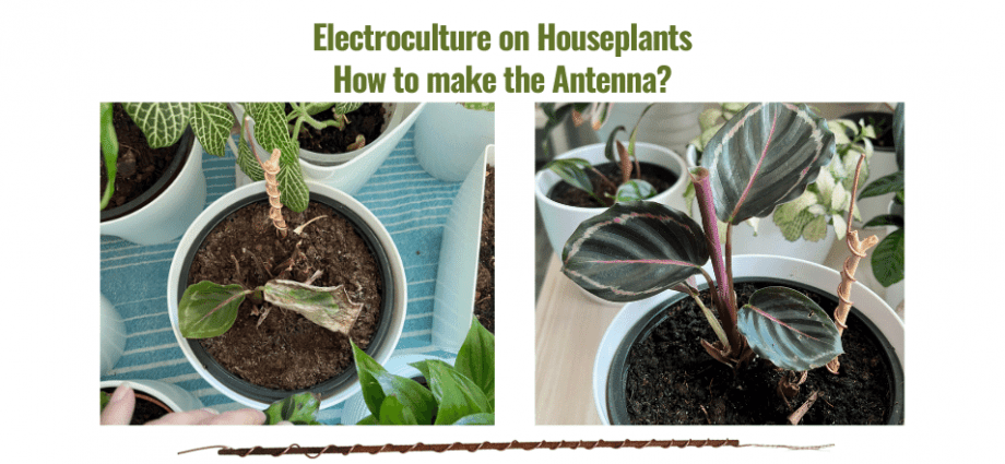 Is Electroculture Gardening the Next Great Thing in Plant Care?