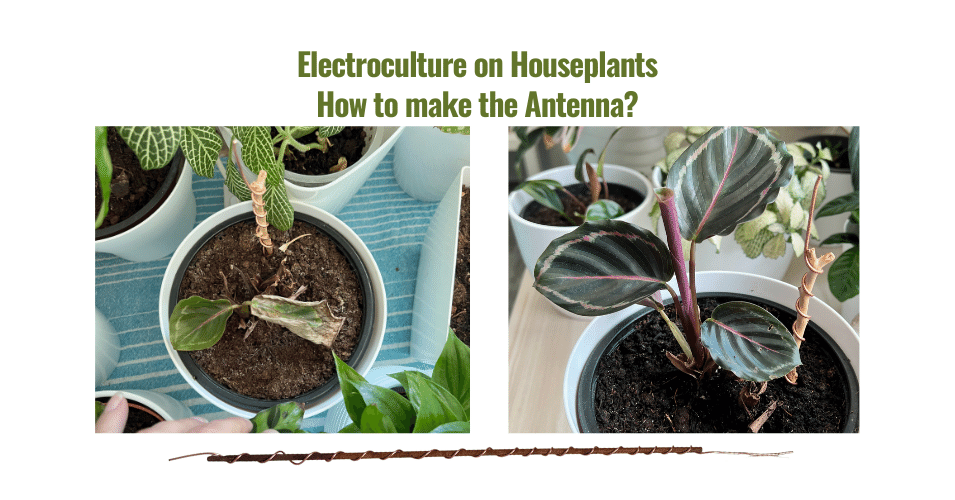 Electroculture on Houseplants and How to Make Atmospheric Antenna