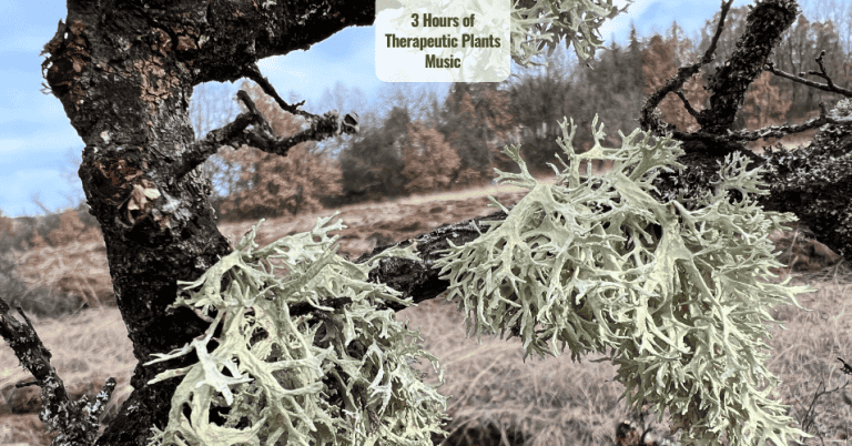 3 Hours of Therapeutic Plants Music