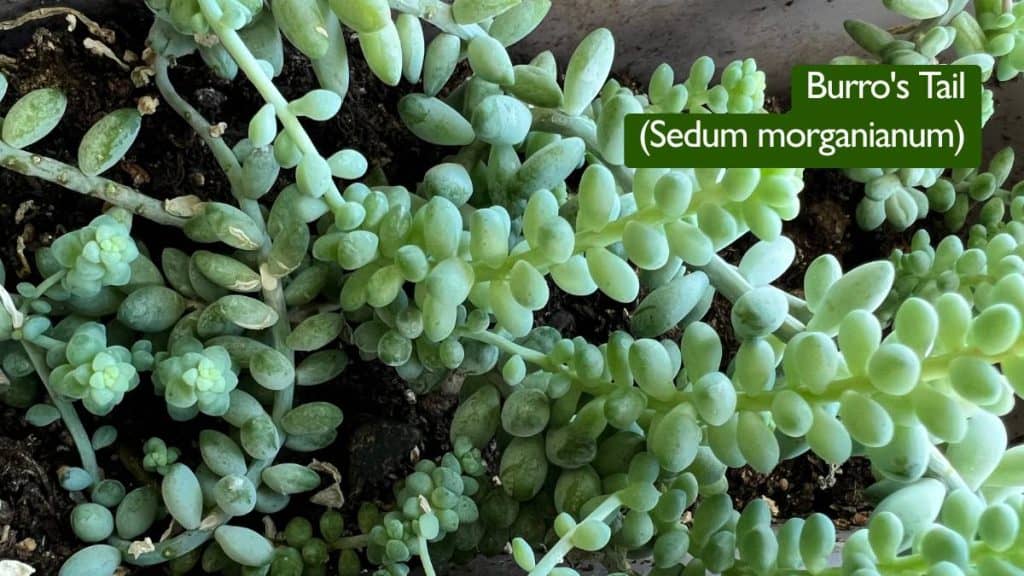 5 Best Hanging Plants for South Facing Windows Burro's Tail (Sedum morganianum)