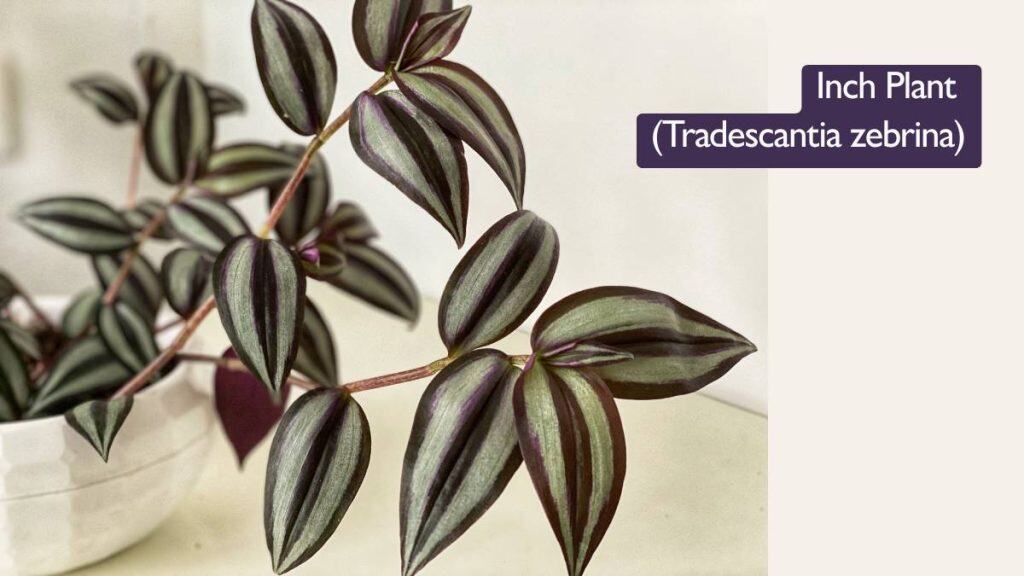 5 Best Hanging Plants for South Facing Windows Inch Plant Tradescantia zebrina
