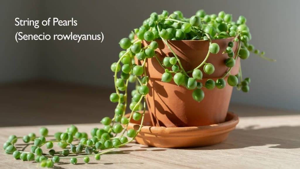 String of Pearls (Senecio rowleyanus) 5 Best Hanging Plants for South Facing Windows