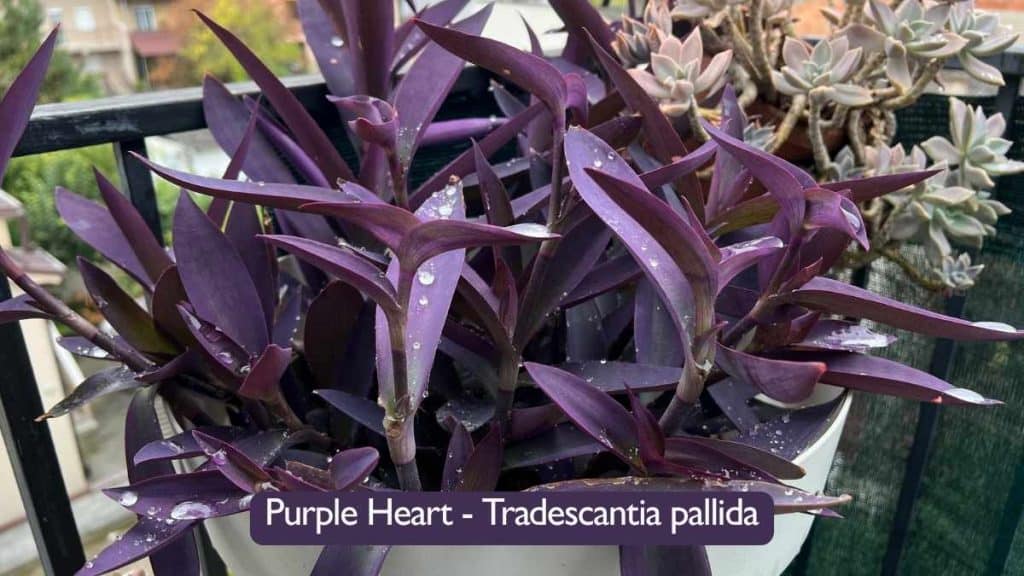 5 Best Hanging Plants for South Facing Windows Tradescantia Palida Purple Heart
