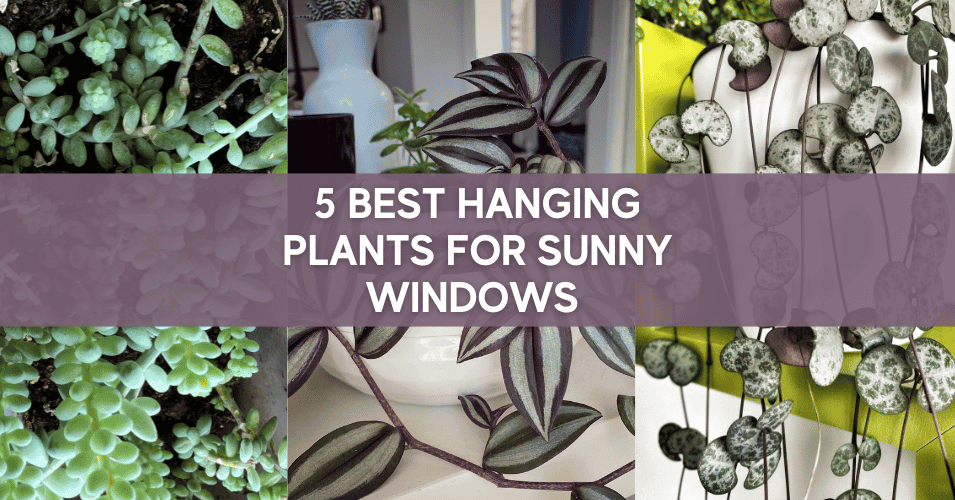 5 Best Hanging Plants for South Facing Windows