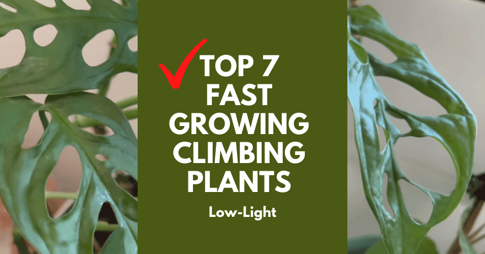 7 Climbing and Hanging Houseplants