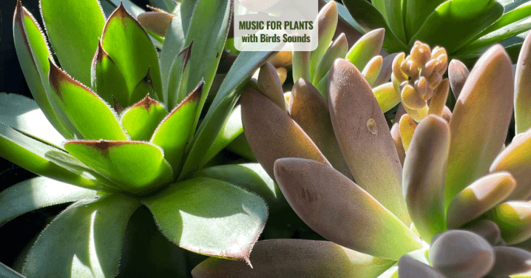 Music for Plants with Birds Sounds