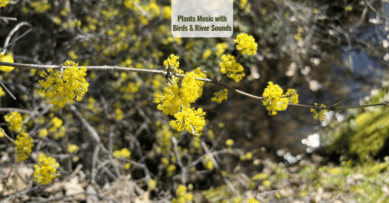 Plants Music with Birds & River Sounds