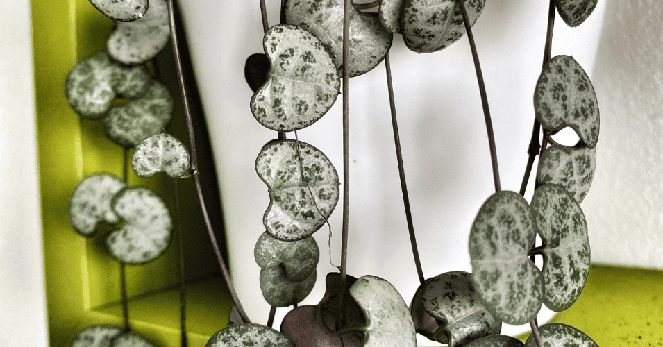 String of Hearts