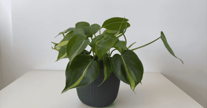 climbing and hanging houseplants for low light interiors - Philodendron Brazil