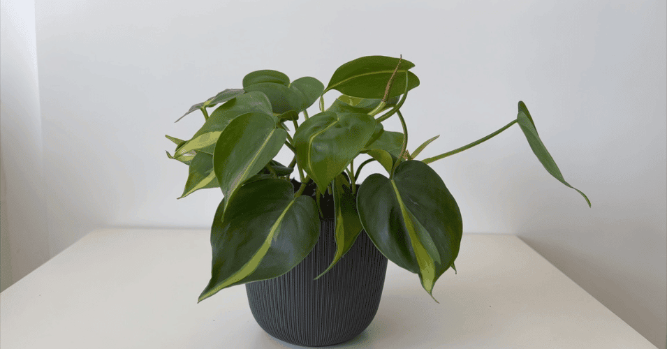climbing and hanging houseplants for low light interiors - Philodendron Brazil