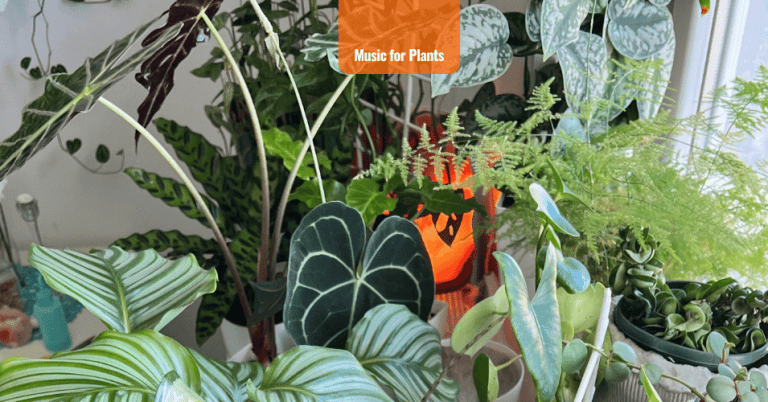 Music for Plants to stimulate growth #007