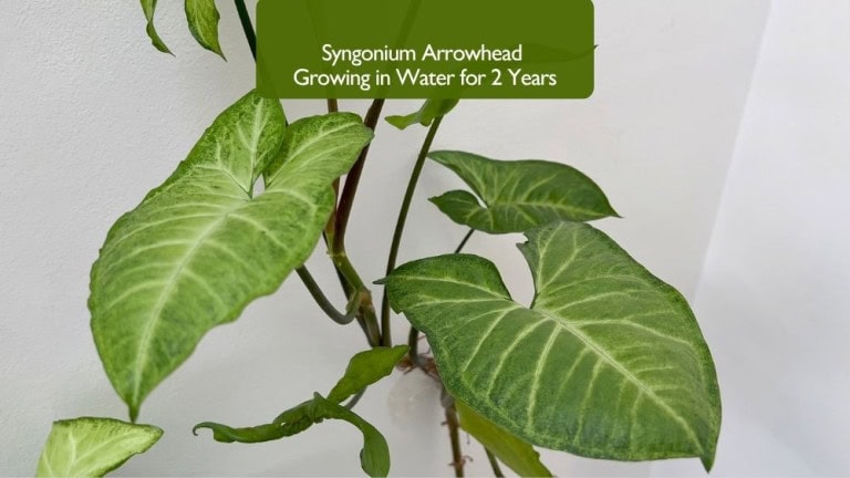 Syngonium Arrowhead Plant Growing in Water: A Complete Care and Propagation Guide