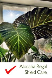 Alocasia Regal Shield Care