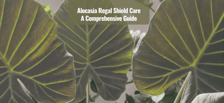 Alocasia Regal Shield Care Guide