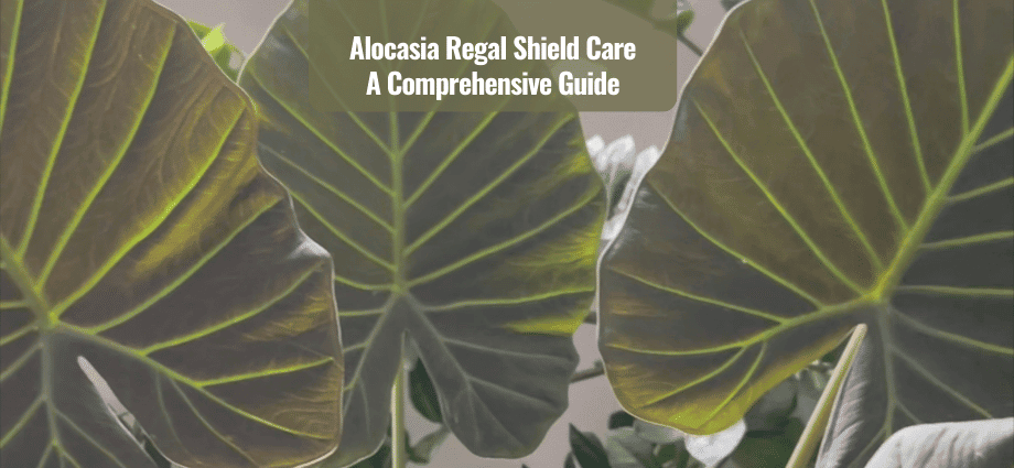 Alocasia Regal Shield Care Guide