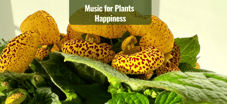 Music for Plants Happiness and growth